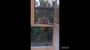 Кошачий балкончик  за 4500 рублей и ни копейкой больше !  А так же делаем Ремонт Любых Окон.