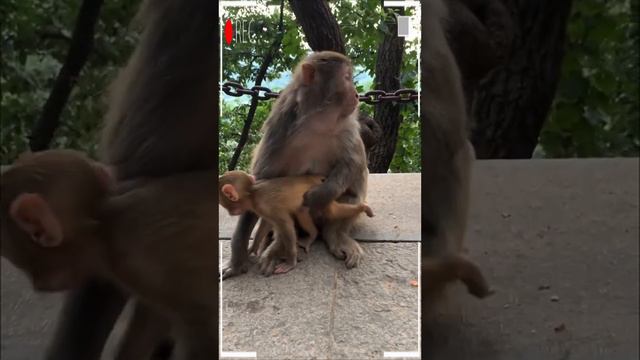 The Best Of Monkey Videos - A Funny Eating Monkeys Compilation Ep198