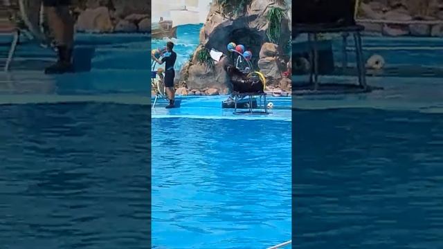Выступление морского котика в дельфинарии Немо. смотреть онлайн