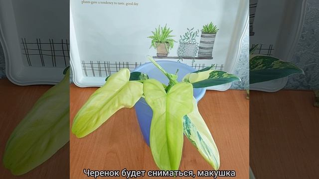 #ВОПРОС ? #Филодендрон Виолин Вариегатный?Размножение, укоренение и сортовой окрас? #цветы #short смотреть онлайн