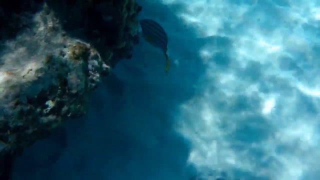 восточный ленточный сладкогуб смотреть онлайн