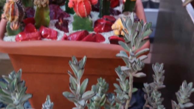 Оранжерея Аптекарского Огорода смотреть онлайн