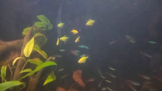 #glowfish смотреть онлайн