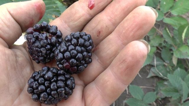 Бронко Деликато - самая крупная колючая ежевика смотреть онлайн