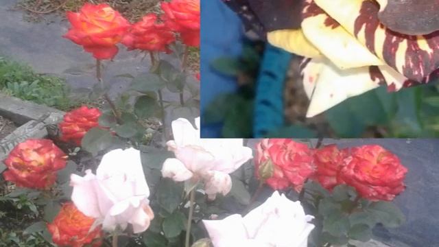 Розы в Сибири. Обзор. часть 1. смотреть онлайн