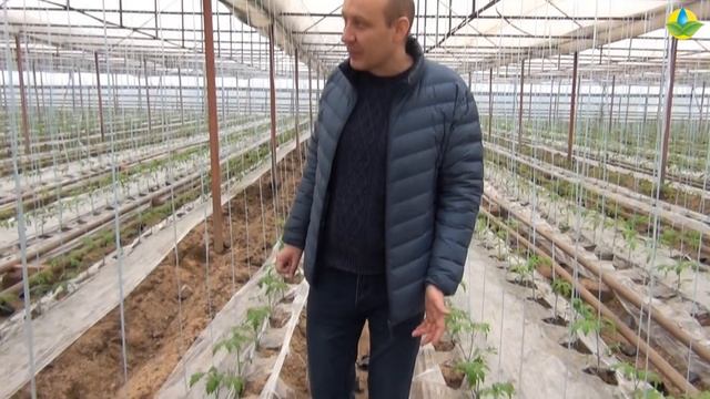 Как получить ранний урожай томата в теплице!? смотреть онлайн