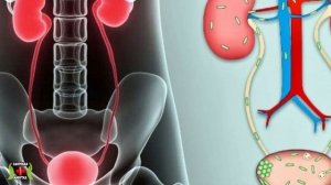 О Чем Молчит Цвет Мочи? Как по цвету мочи определить болезнь?