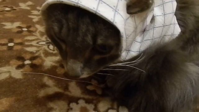 Борьба с подкожным клещем. Коты и Дача. смотреть онлайн