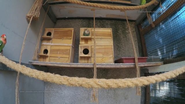 Peach Faced Lovebird - August 15th & 17th, 2020