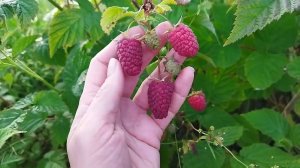 Малиновая гряда - ремонтантная малина с длинной ягодой в Беларуси Витебской обл,   сорт подтвердился