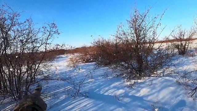 Охота на зайца. Степной заяц в чистом поле. Подняли пятерых. смотреть онлайн