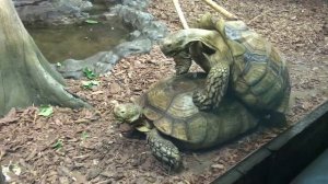 Черепахи спариваются