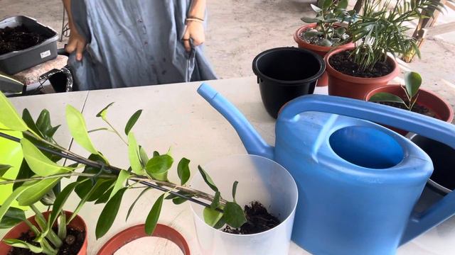 Фикус шикарный. Круглолистный. Грунт. Пересадка. смотреть онлайн