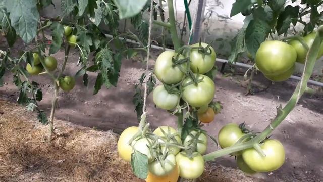 Томат Лирика F1 смотреть онлайн