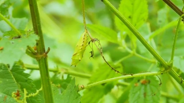 Микроистория. «Настоящие насекомые & Ко» - Превращение бабочки смотреть онлайн