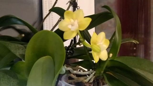 первое цветение орхидей азиатов и не только. смотреть онлайн