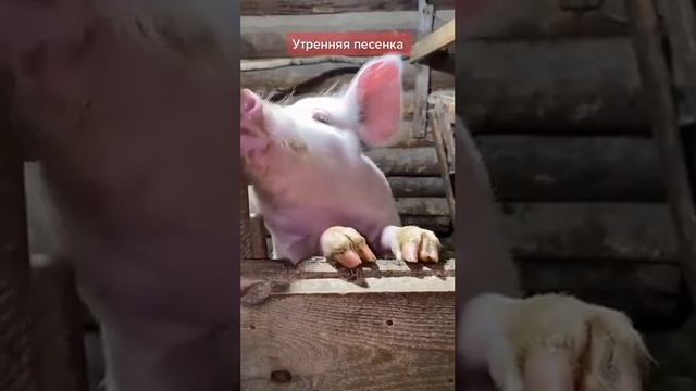 Послушай??? #новинка #shortsvideo #trending #рекомендации #подписка #хочувтренды #popular #шортс смотреть онлайн