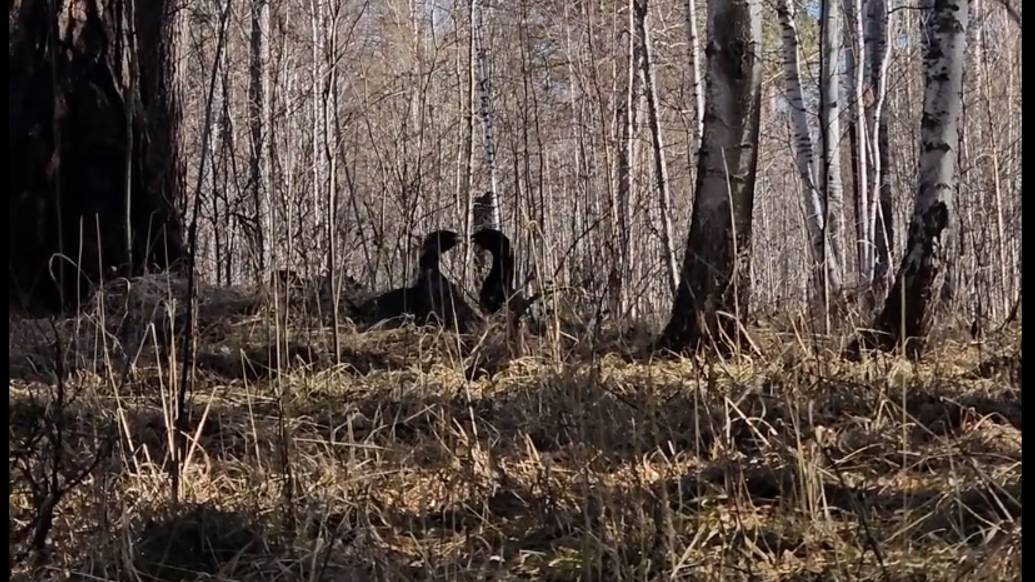 О глухарях и глухариных токах смотреть онлайн