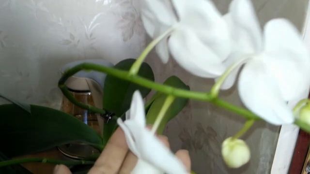 Великолепие белых орхидей Кембридж. Мультифлора Невеста смотреть онлайн