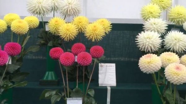 Георгины | Шоу национального общества любителей георгин