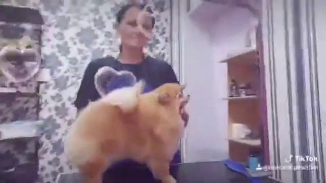 Освоили груминг шпица ;) смотреть онлайн