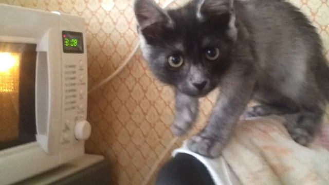 Кот в микроволновке (смотреть до конца!!!) смотреть онлайн