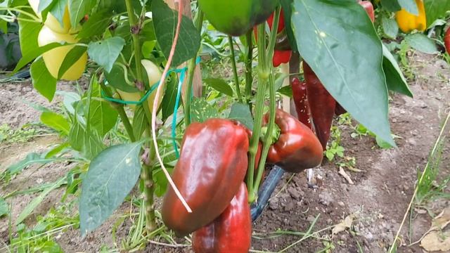 Перец Карамель Анны (условное) очередной магазинный перец. смотреть онлайн