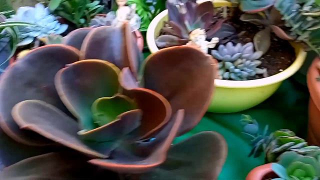 SUCULENTAS LINDAS QUE SURPREENDEM EM CRESCIMENTO MULTIPLICAÇÃO E CORES. смотреть онлайн