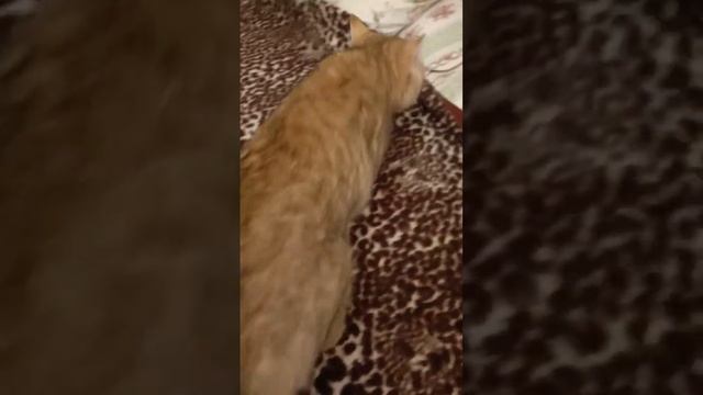 Кошка Сима в новой квартире?.(1 день,)(2 часть.) смотреть онлайн