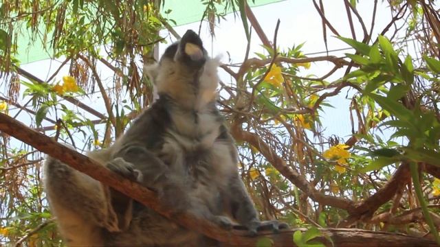 Кормление лемуров в Monkey Park Тенерифе смотреть онлайн