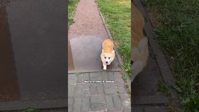 Минусы корги! Почему не стоит заводить корги? смотреть онлайн