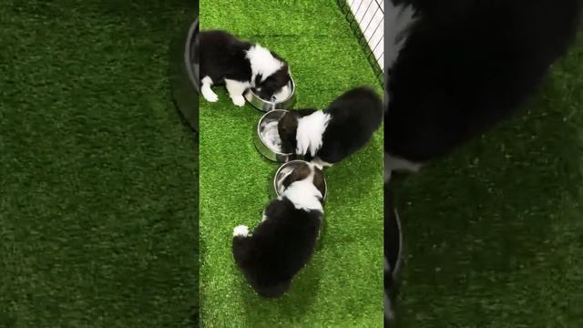 Exotic long hair super fluffy pembroke welsh corgi смотреть онлайн