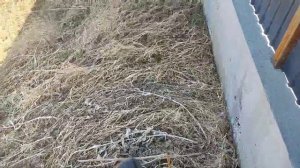 Покос сухой травы. Иркутск 2023