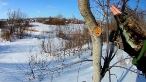 Трутовик на сливе, Что делать?