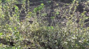 Малошипованный крыжовник "Консул" весной на даче.