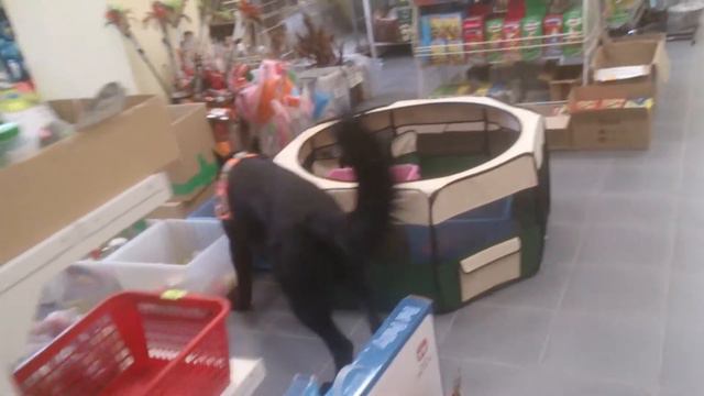 Леон,обыск помещения (аа-имитатор).Склад для собак смотреть онлайн