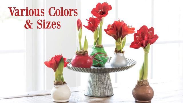 Holiday Amaryllis Sale смотреть онлайн