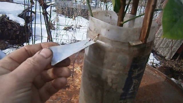 Гуляем с комнатным лимоном Мейер смотреть онлайн