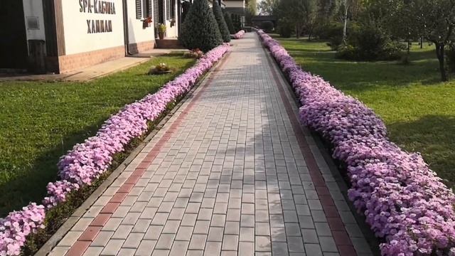 Просто цветёт астра новобельгийская (сентябринки) 2020г смотреть онлайн