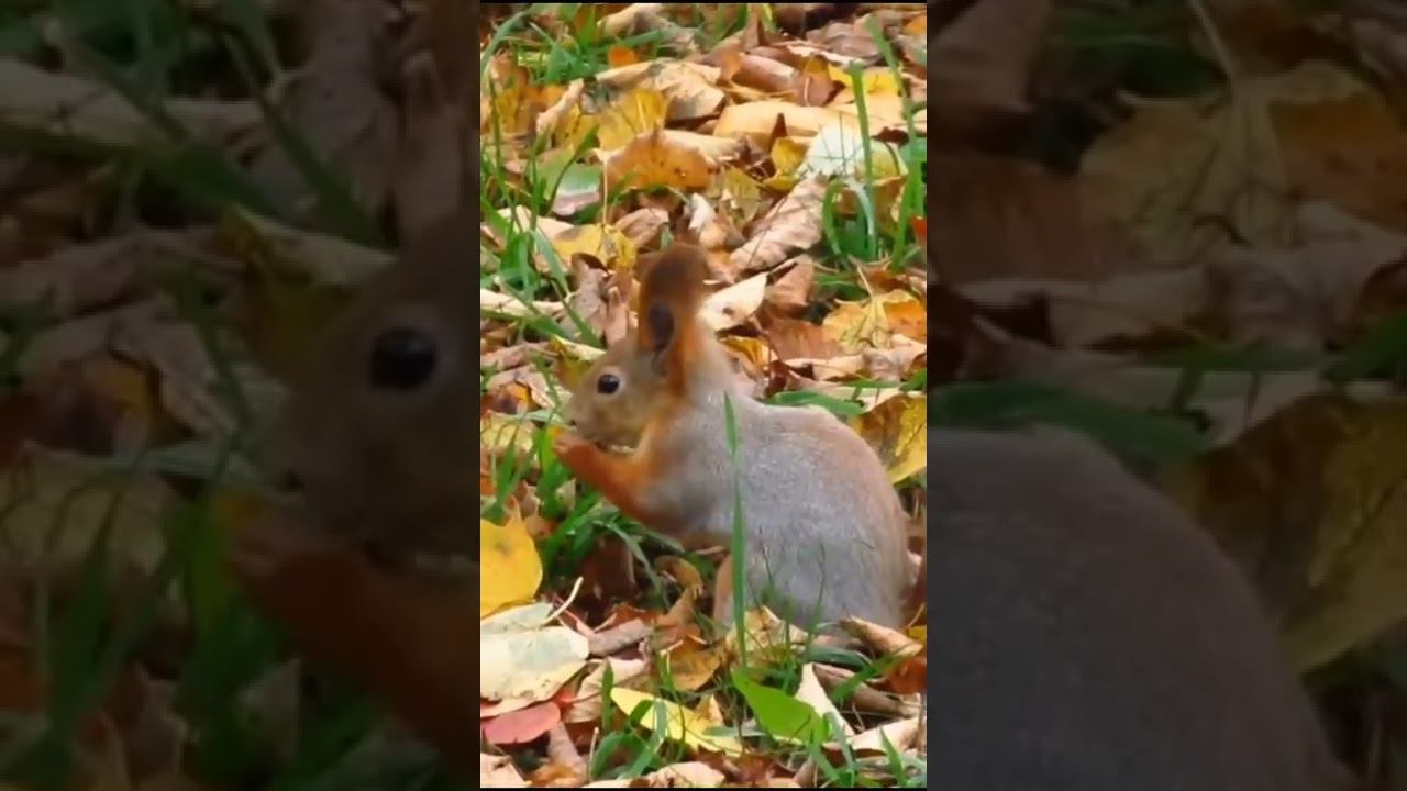 Spring love - моя мелодия / My melody