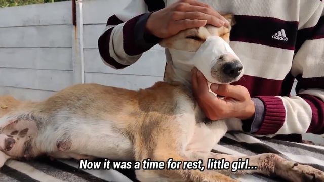 Dog with a Fractured Jaw and Broken Teeth Finds a reason to smile again смотреть онлайн