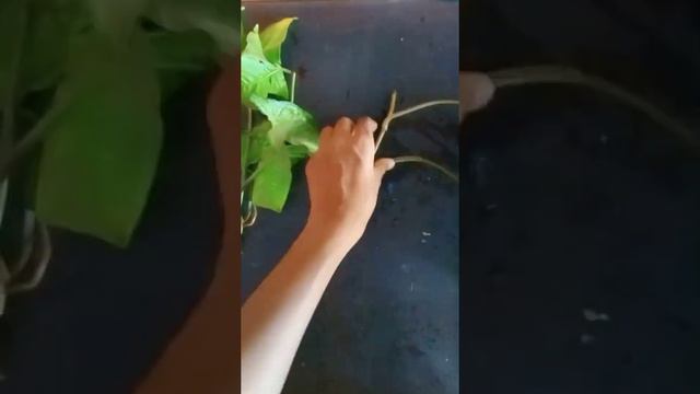 How To Progogate Syngonium Plant In Simple Way..🤗