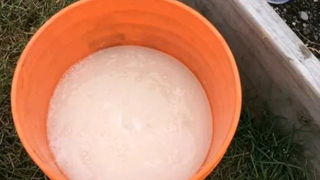 Как вырастить крупные луковицы репчатого лука смотреть онлайн