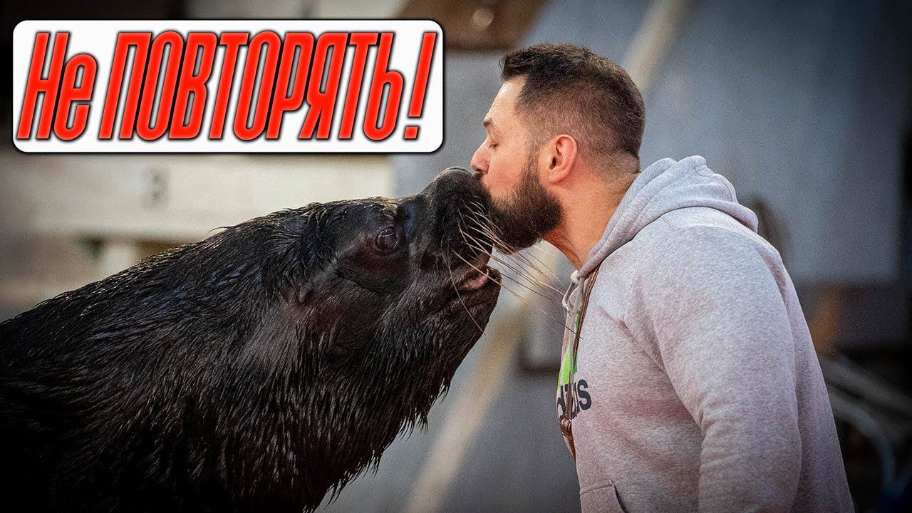 ТЕБЕ ЭТО НИКОГДА НЕ ПОВТОРИТЬ! ОЧЕНЬ близкий опыт общения с морским львом | ОПАСНО ДЛЯ ЖИЗНИ!