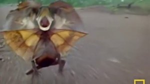 Как бегает плащеносная ящерица?