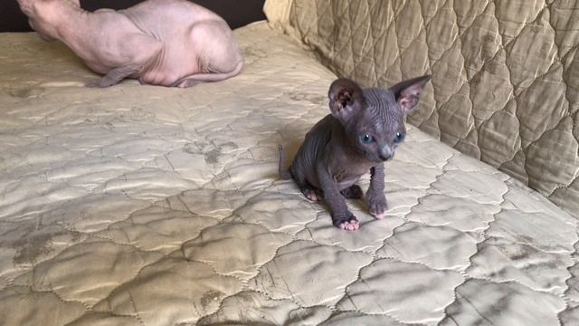 Котёнок Сфинкс окрас голубой биколор #сфинксы