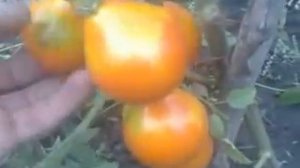 Помидоры (Томаты)Золотой колокол