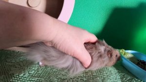 ХОМКИ КТО ЛУЧШЕ МАЛЬЧИК ИЛИ ДЕВОЧКА ? #ДЛИННОШЁРСТНЫЙ ХОМЯК#СИРИЙСКИЙ ХОМА#МАРИМИСТИКПИТОМНИКхомяки