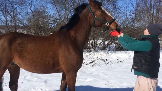 ЧТО СТАЛО С ПОРОСЕНКОМ КОТОРЫЙ НЕ ЕЛ? смотреть онлайн