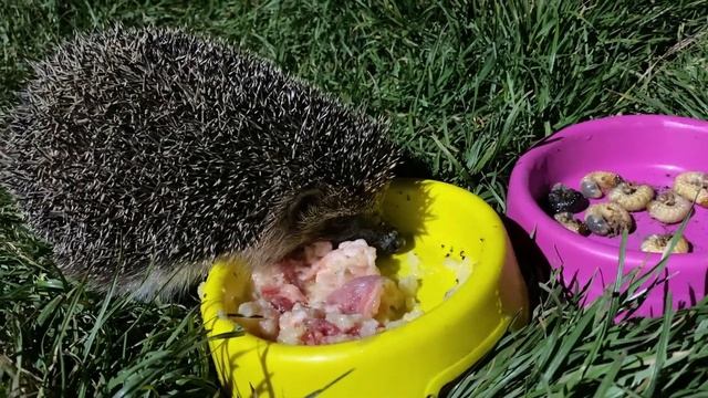 Ёжик точно переел... добавить больше нечего | Жизнь ёжиков смотреть онлайн